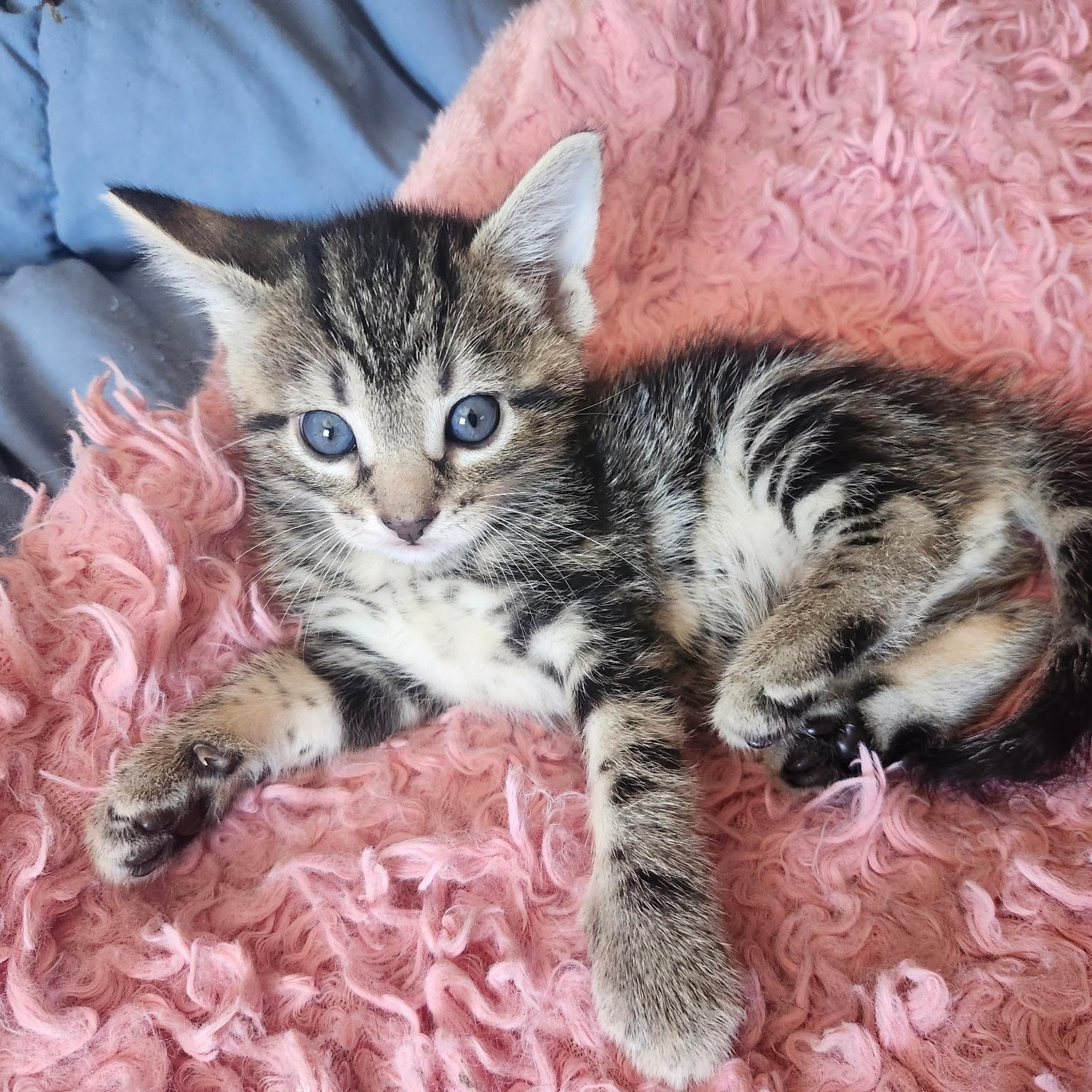 Enlarge SPROUT, a Adoptable Tabby in Staten Island, NY image 3/4