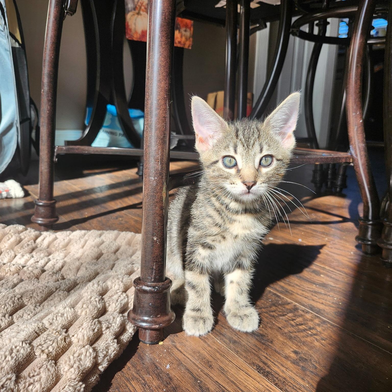 SPROUT, Adoptable, Kitten Male Tabby.