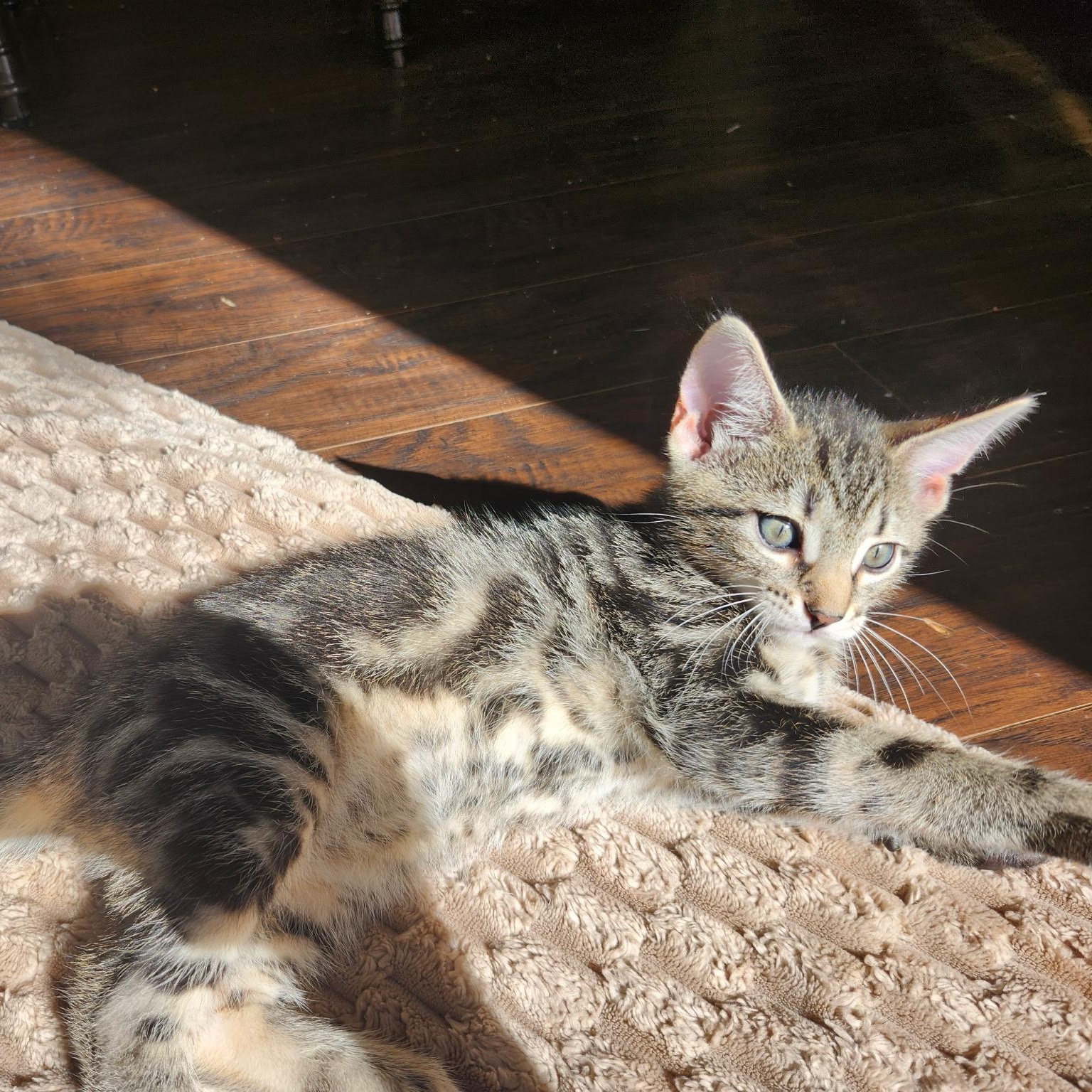 Enlarge SPROUT, a Adoptable Tabby in Staten Island, NY image 2/4