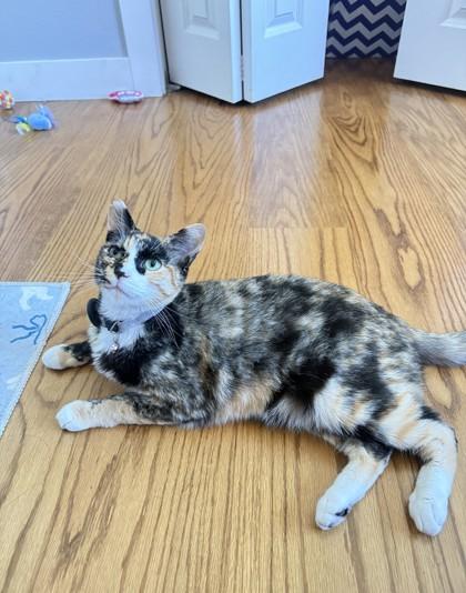 Willow, Adoptable, Young Female Domestic Short Hair & Domestic Short Hair.