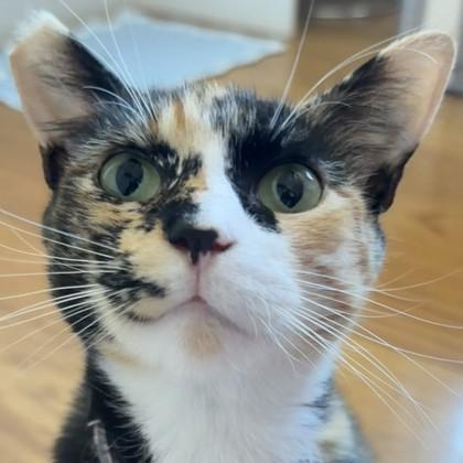 Willow, a Adoptable mixed breed in Pleasanton, CA image 2/3