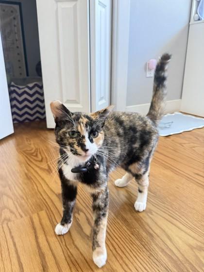 Willow, a Adoptable mixed breed in Pleasanton, CA image 3/3