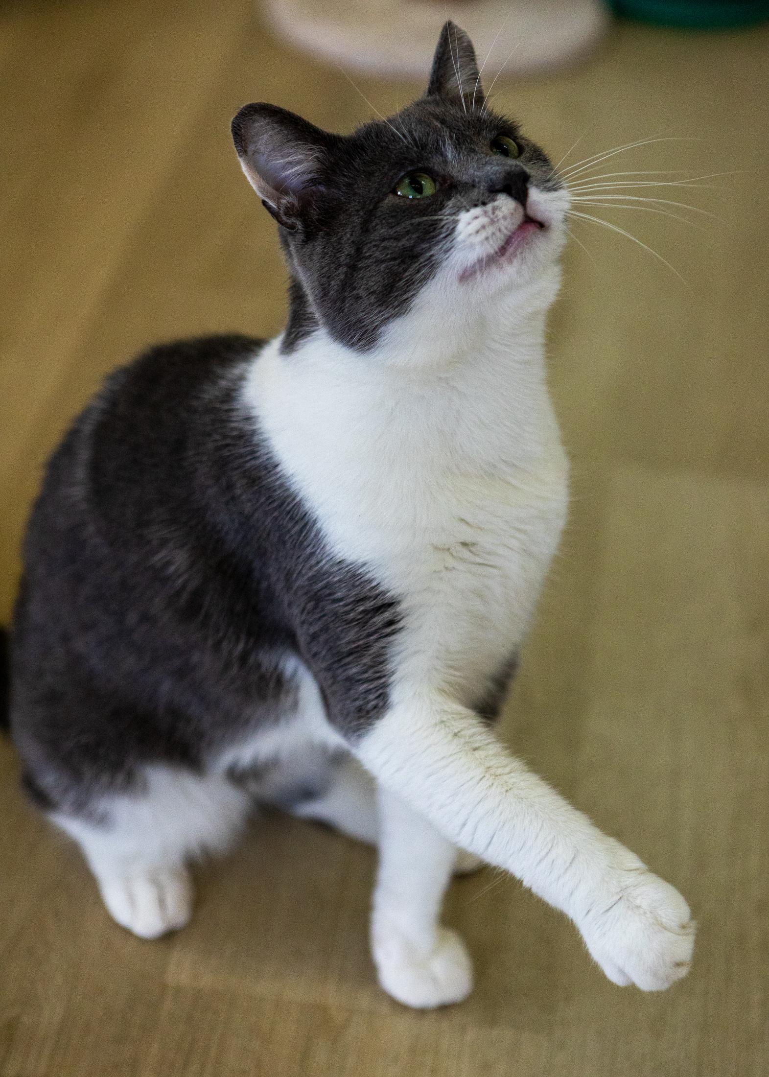 Silas, a Adoptable Domestic Short Hair in Branford, CT image 3/5