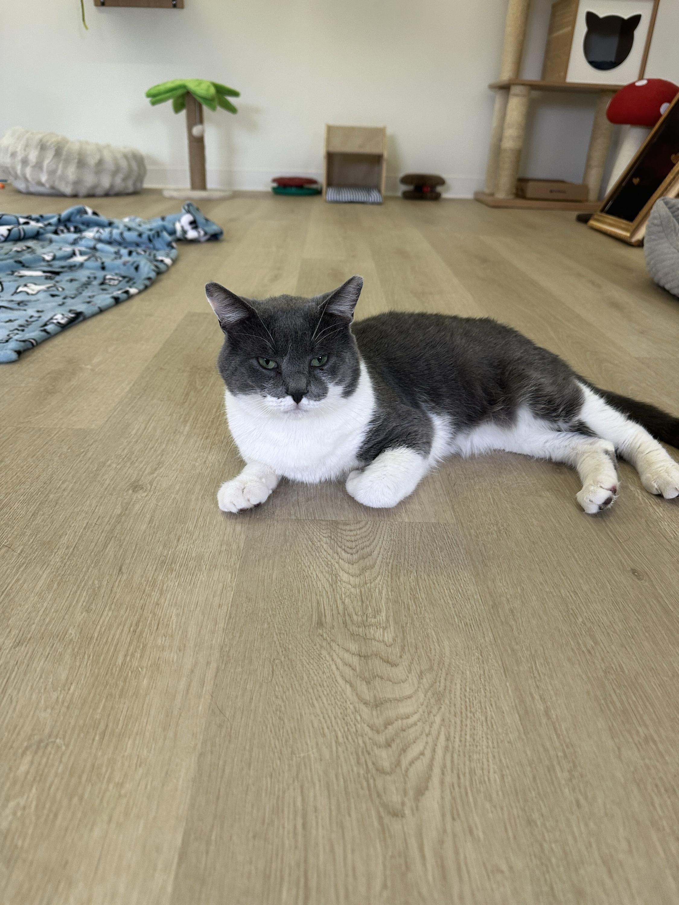 Silas, a Adoptable Domestic Short Hair in Branford, CT image 5/5