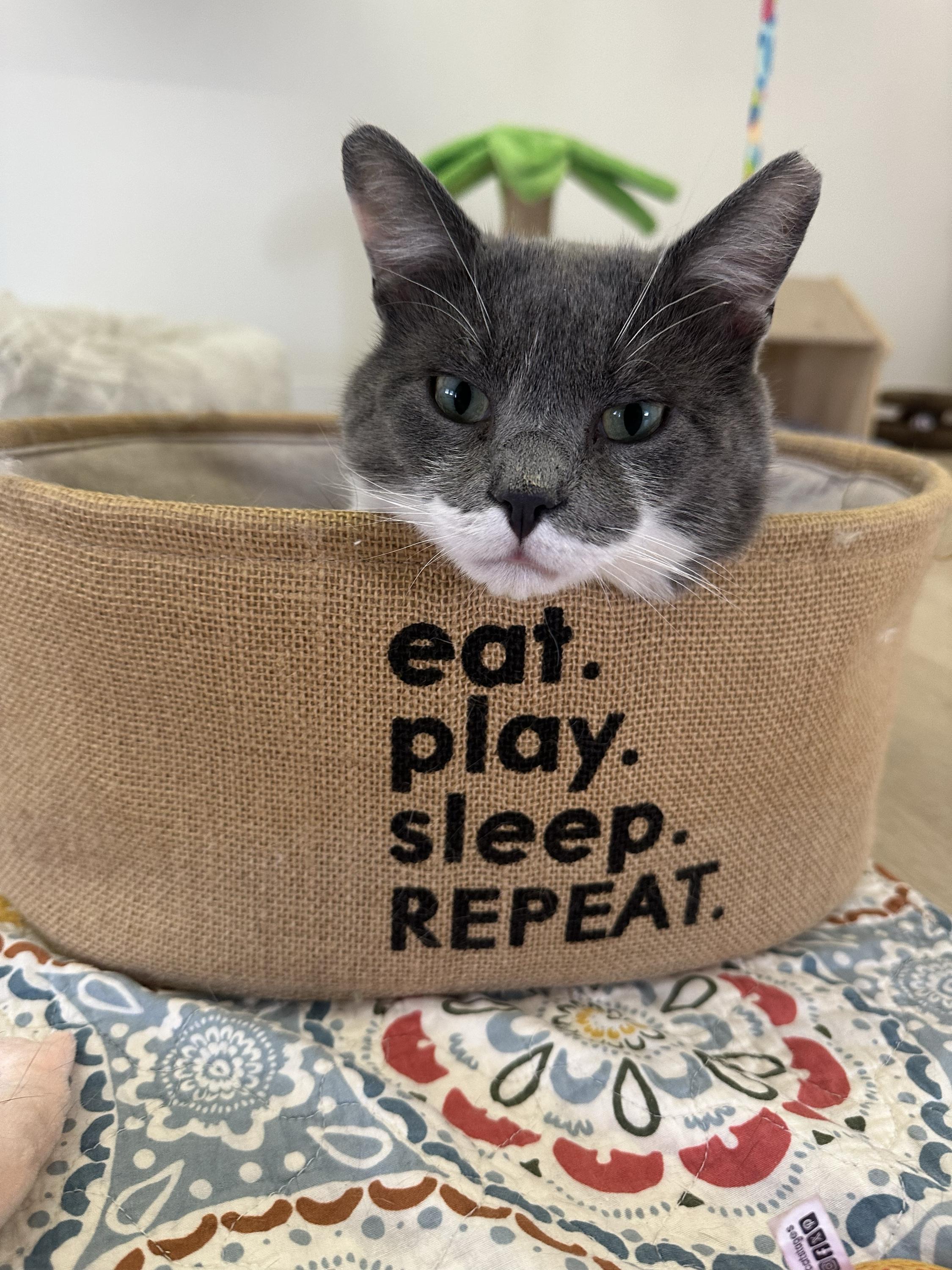 Silas, Adoptable, Adult Male Domestic Short Hair.