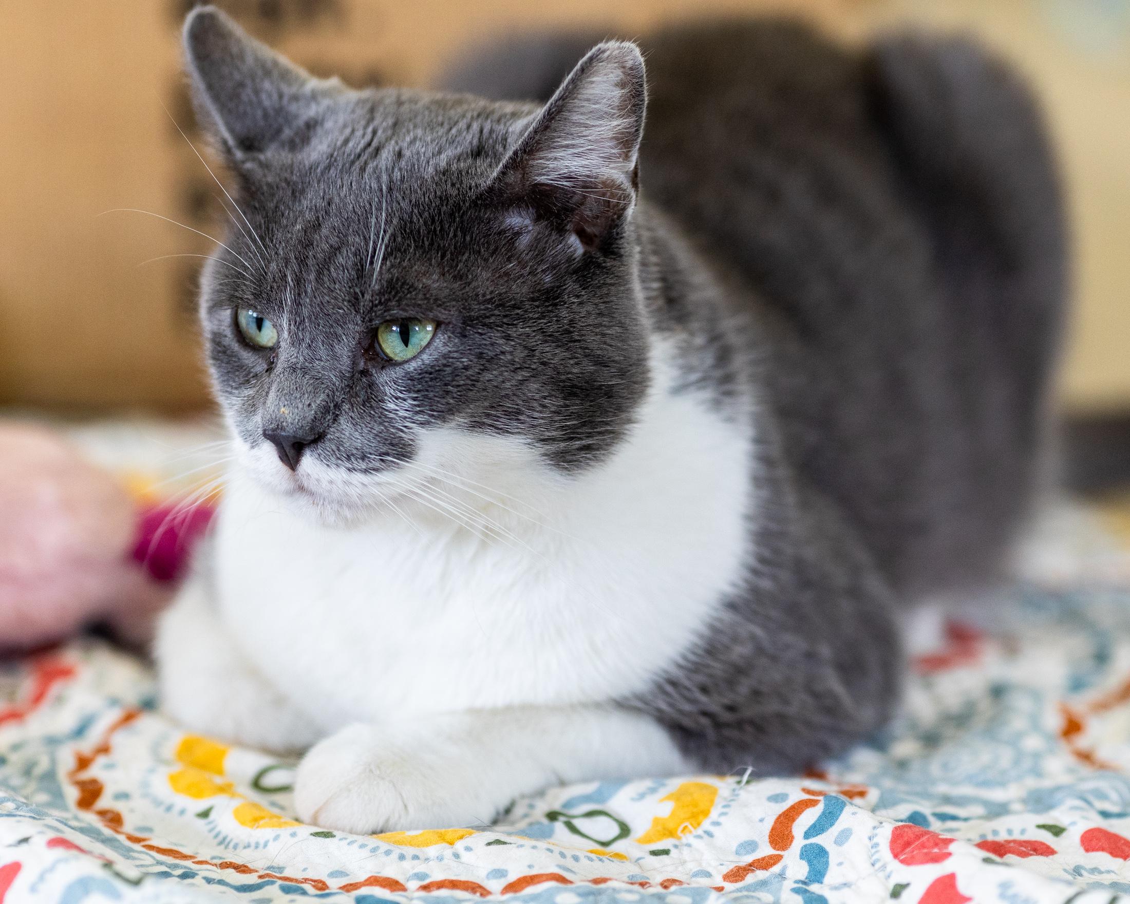 Silas, a Adoptable Domestic Short Hair in Branford, CT image 2/5