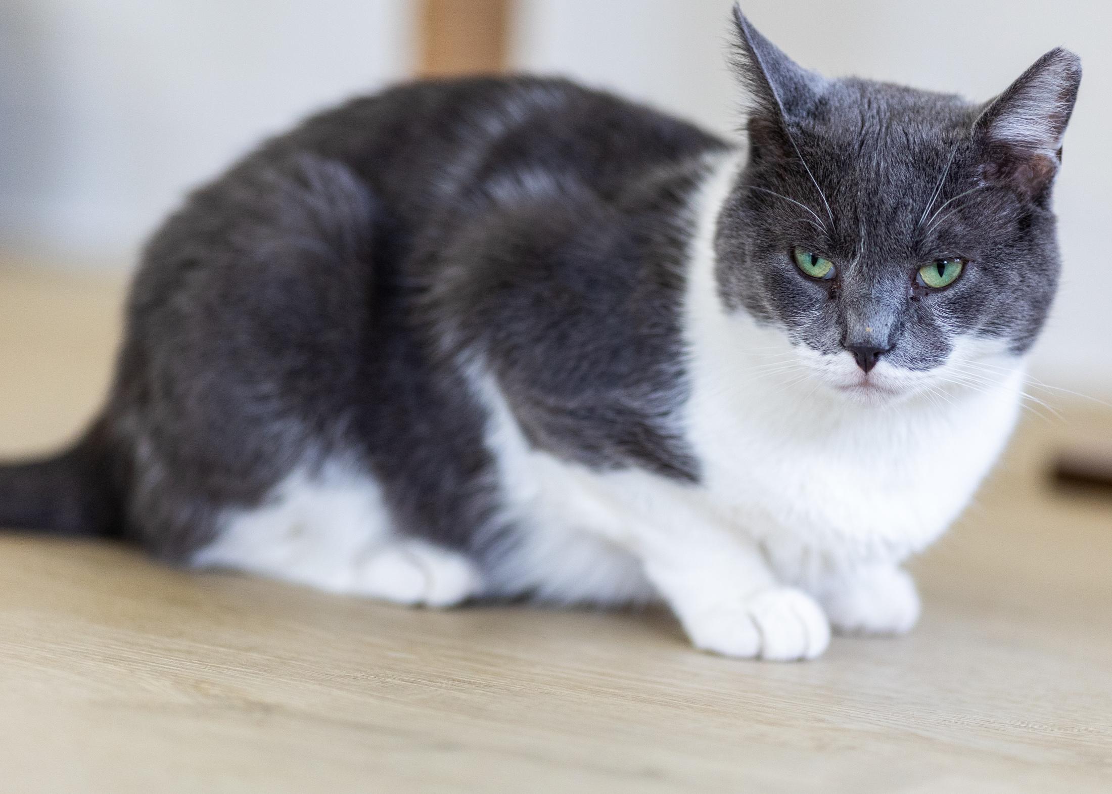 Silas, a Adoptable Domestic Short Hair in Branford, CT image 4/5