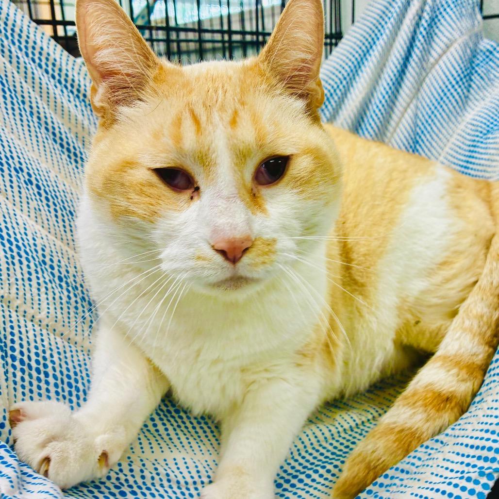 Sarge, Adoptable, Adult Male Domestic Short Hair.