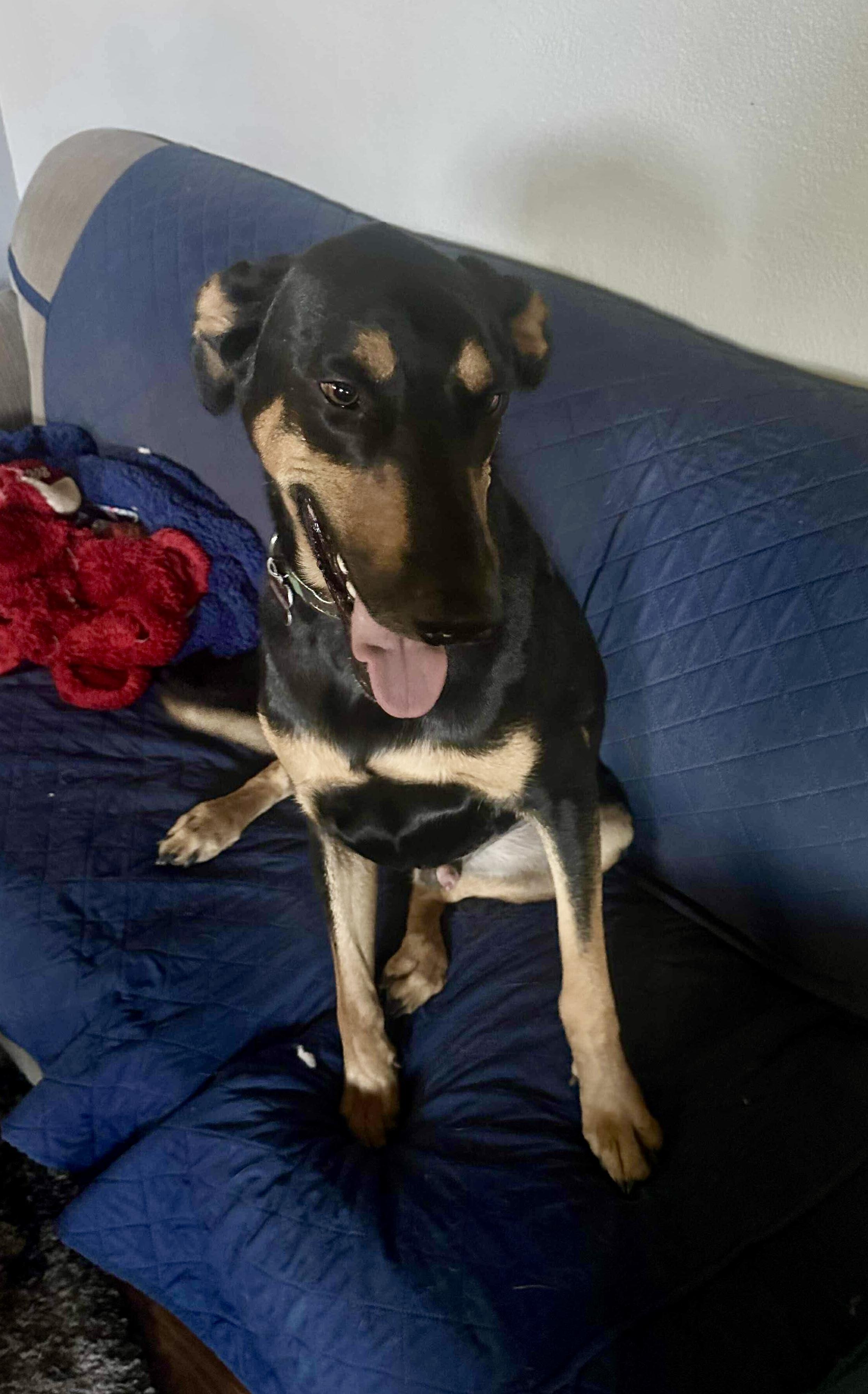 Dobbie, an adoptable Doberman Pinscher in Roseburg, OR, 97471 | Photo Image 3