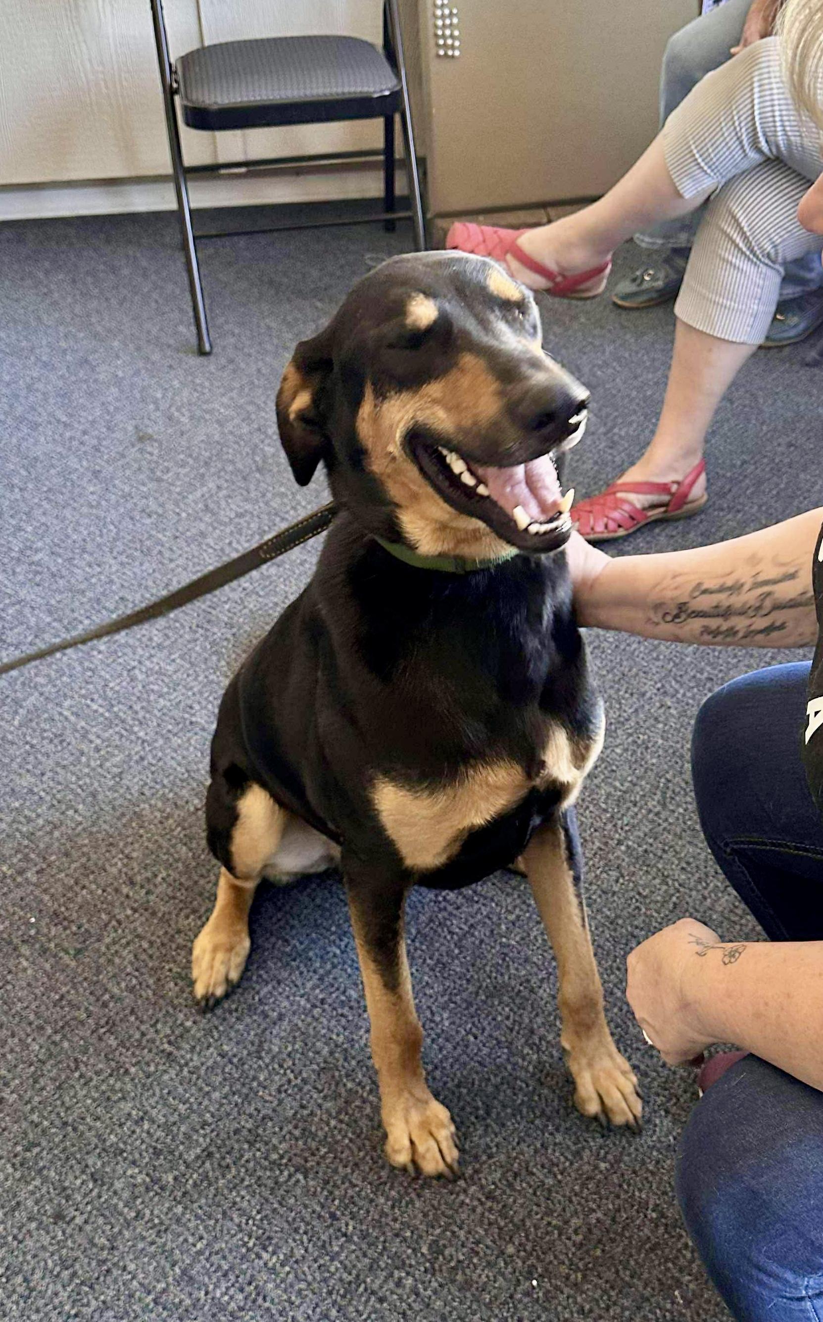 Dobbie, an adoptable Doberman Pinscher in Roseburg, OR, 97471 | Photo Image 4