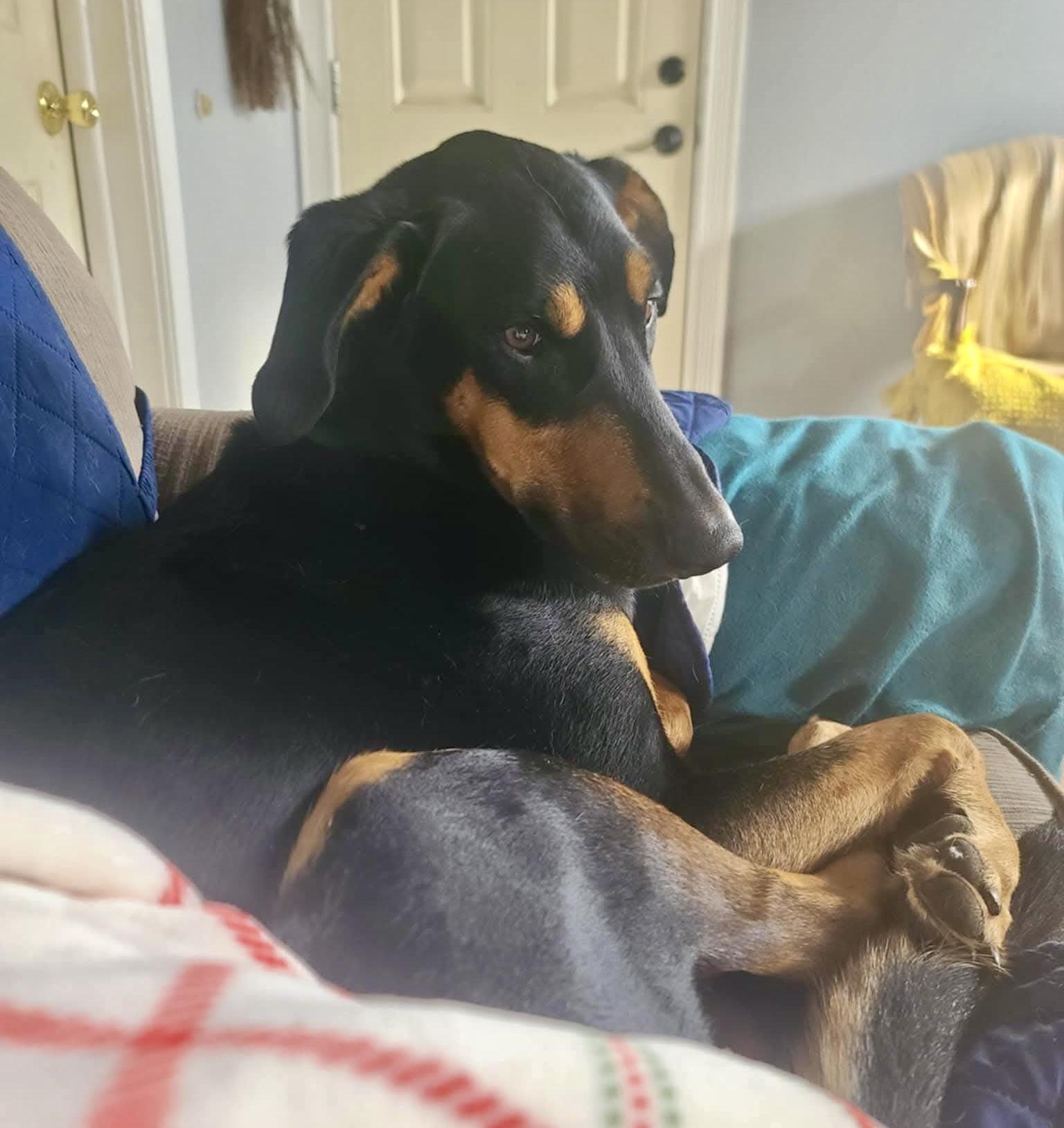 Dobbie, an adoptable Doberman Pinscher in Roseburg, OR, 97471 | Photo Image 2