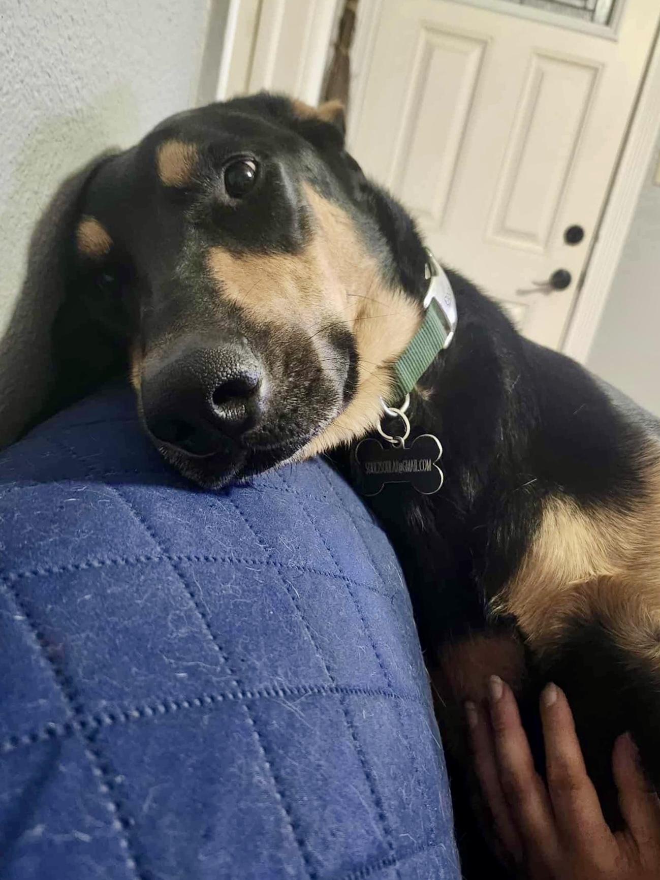 Dobbie, an adoptable Doberman Pinscher in Roseburg, OR, 97471 | Photo Image 5
