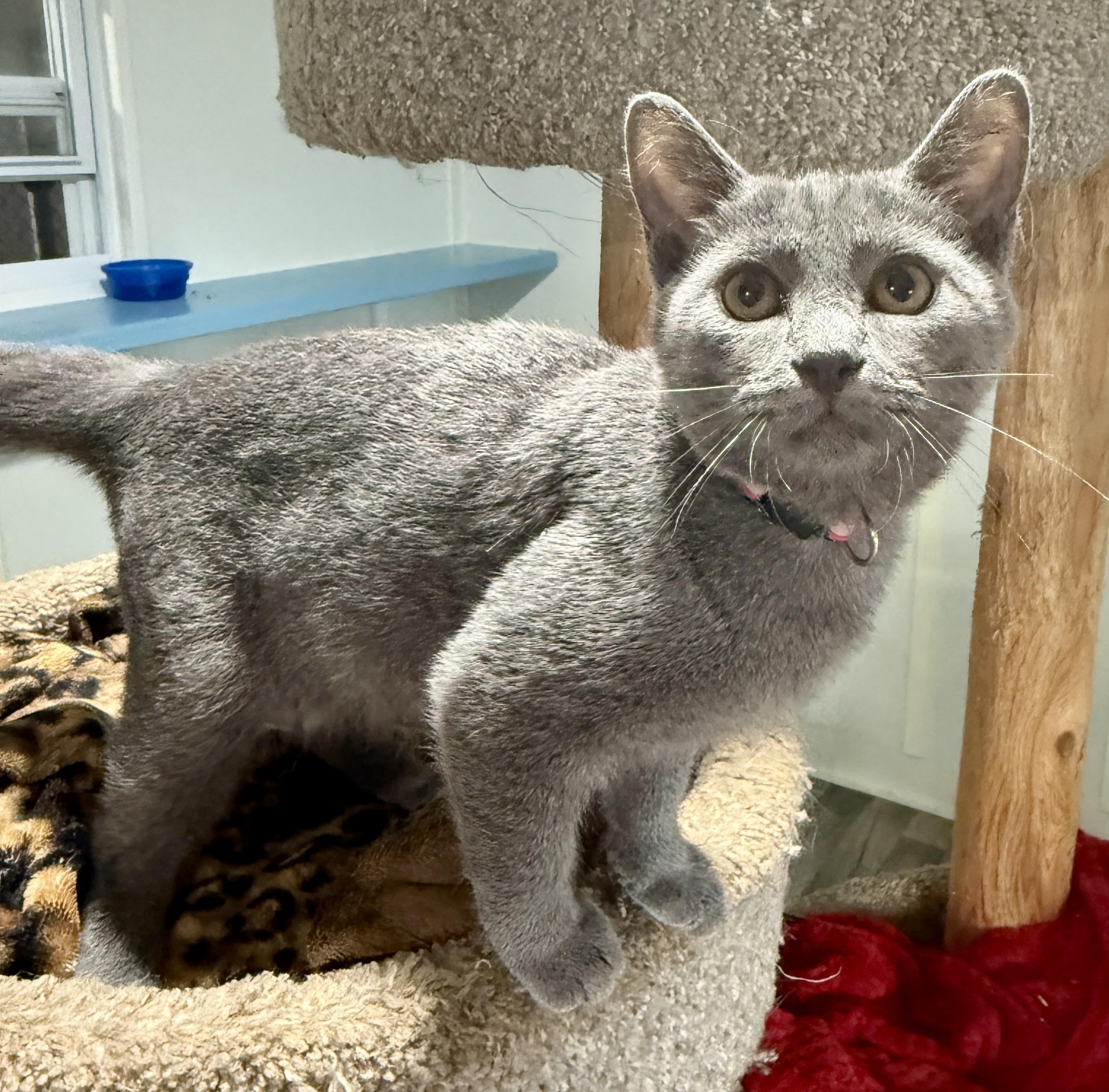 Caddie, Adoptable, Kitten Female Domestic Short Hair.