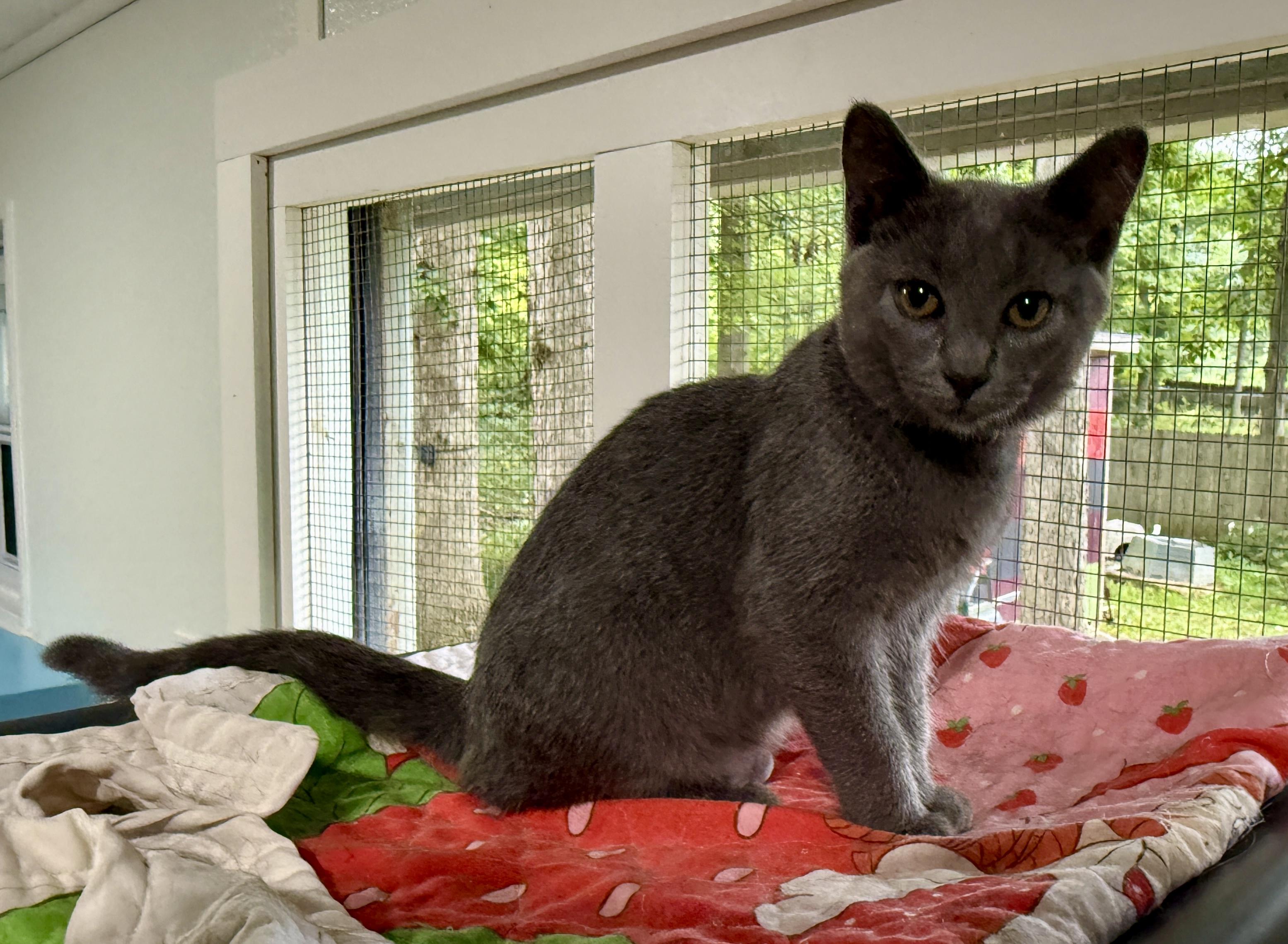 Enlarge Caddie, a Adoptable Domestic Short Hair in Ashland, OH image 2/6
