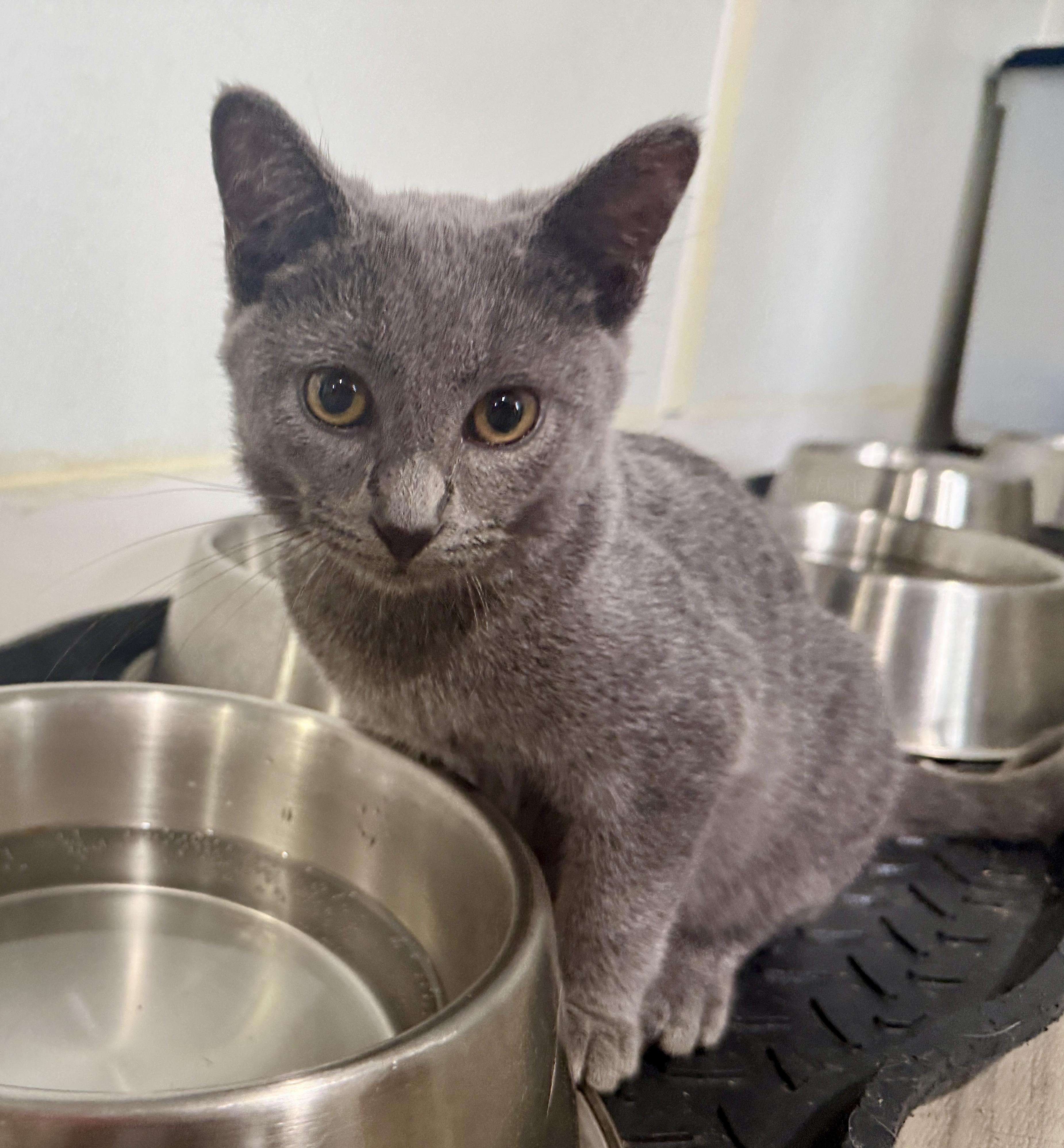 Enlarge Caddie, a Adoptable Domestic Short Hair in Ashland, OH image 3/6