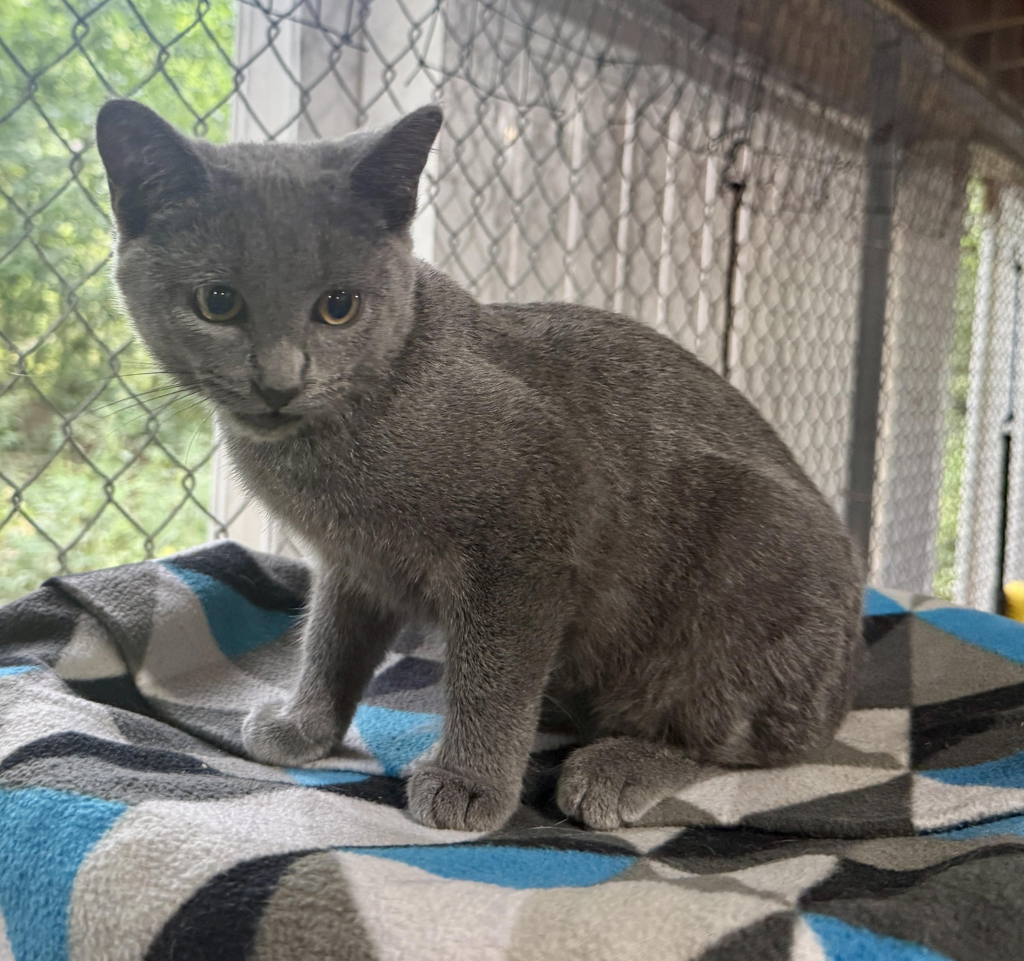 Enlarge Caddie, a Adoptable Domestic Short Hair in Ashland, OH image 4/6