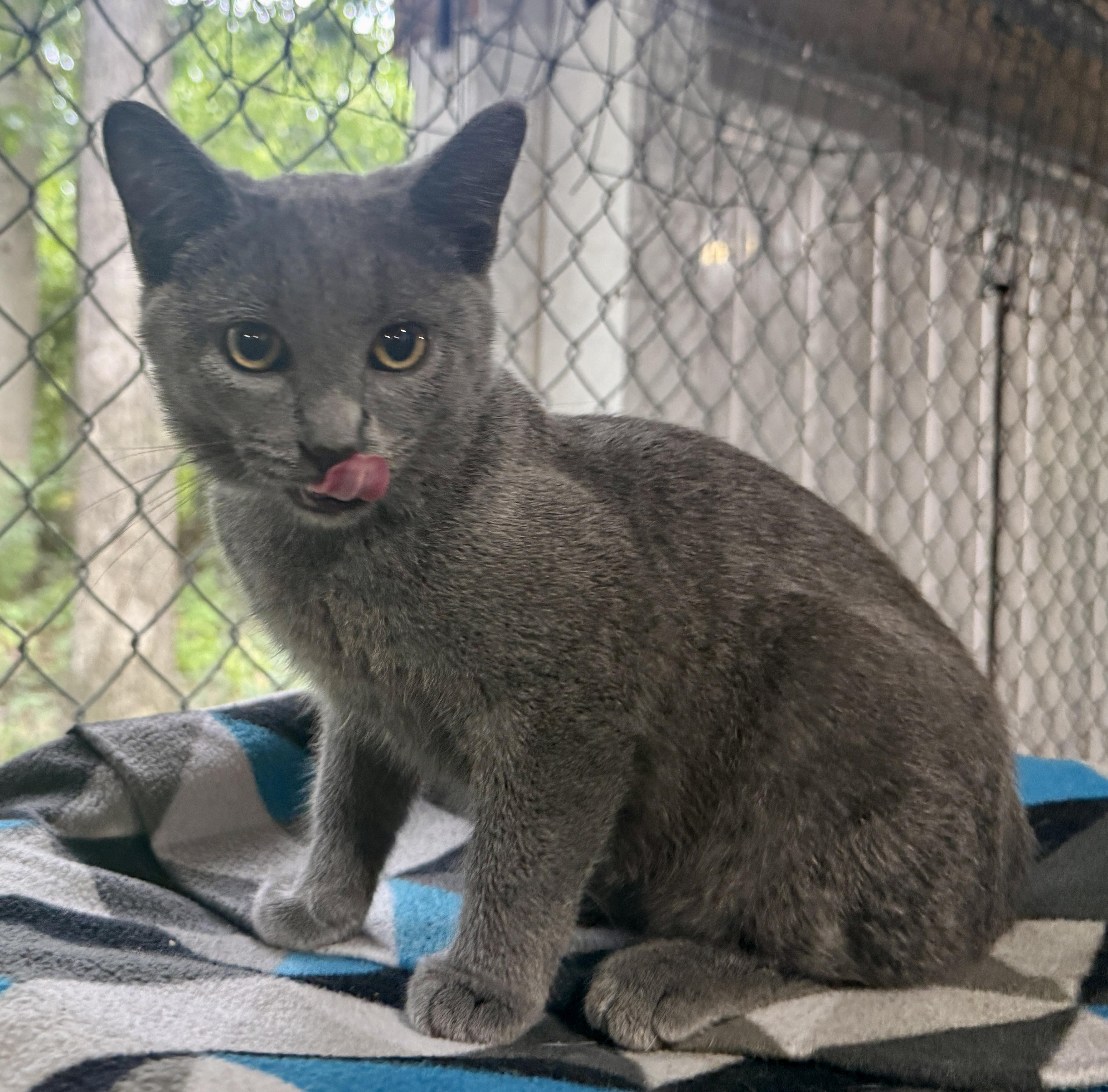 Enlarge Caddie, a Adoptable Domestic Short Hair in Ashland, OH image 5/6