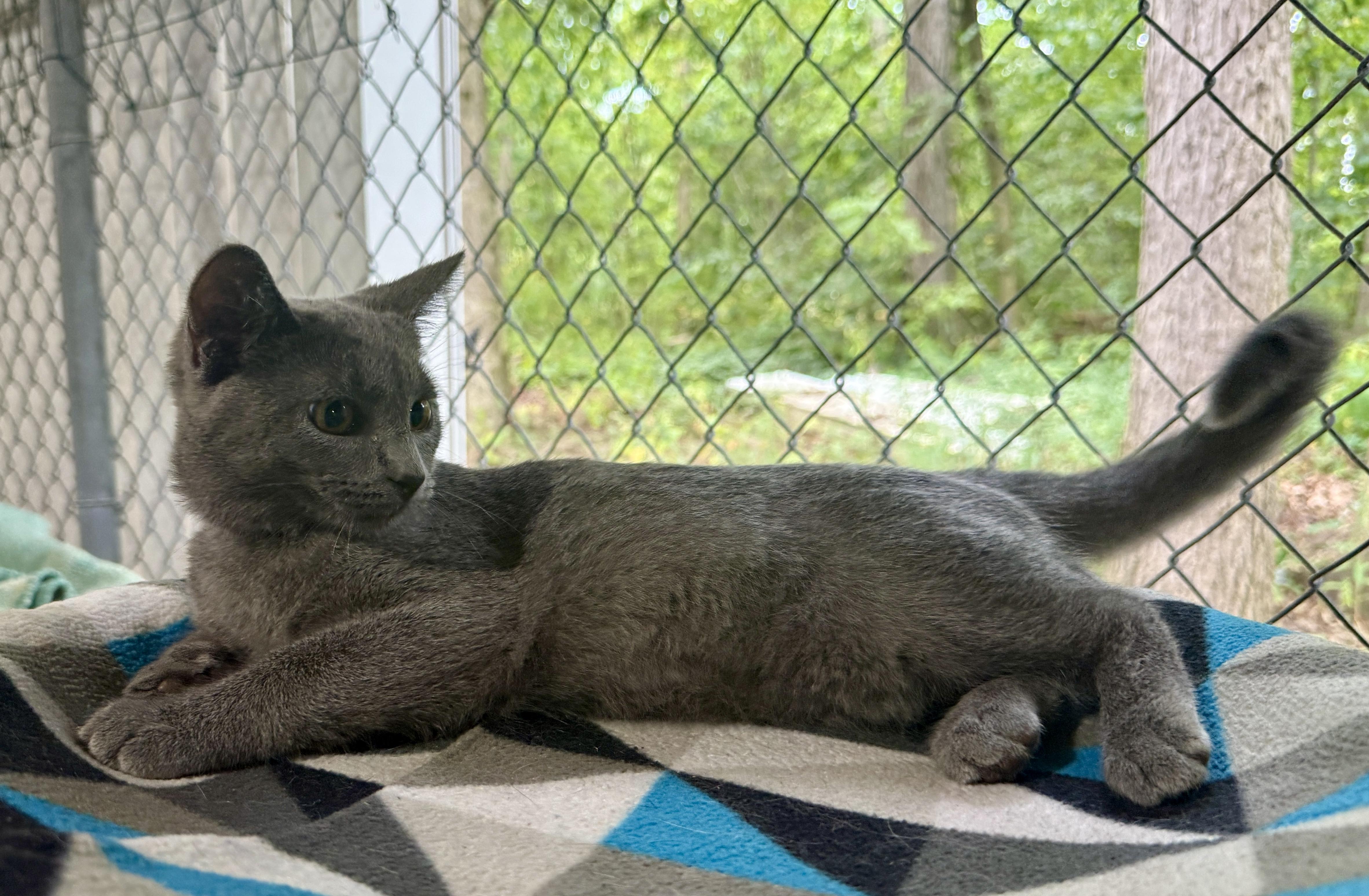 Enlarge Caddie, a Adoptable Domestic Short Hair in Ashland, OH image 6/6