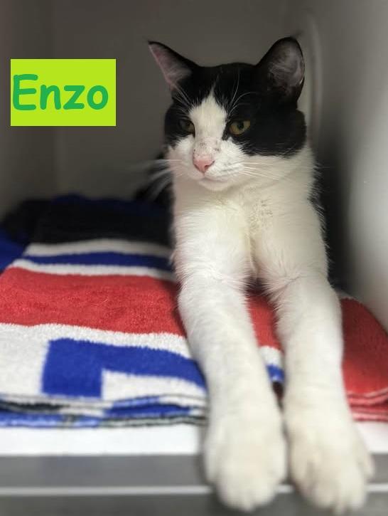 Enlarge Enzo, a Adopted Tuxedo in Candiac, QC image 1/1