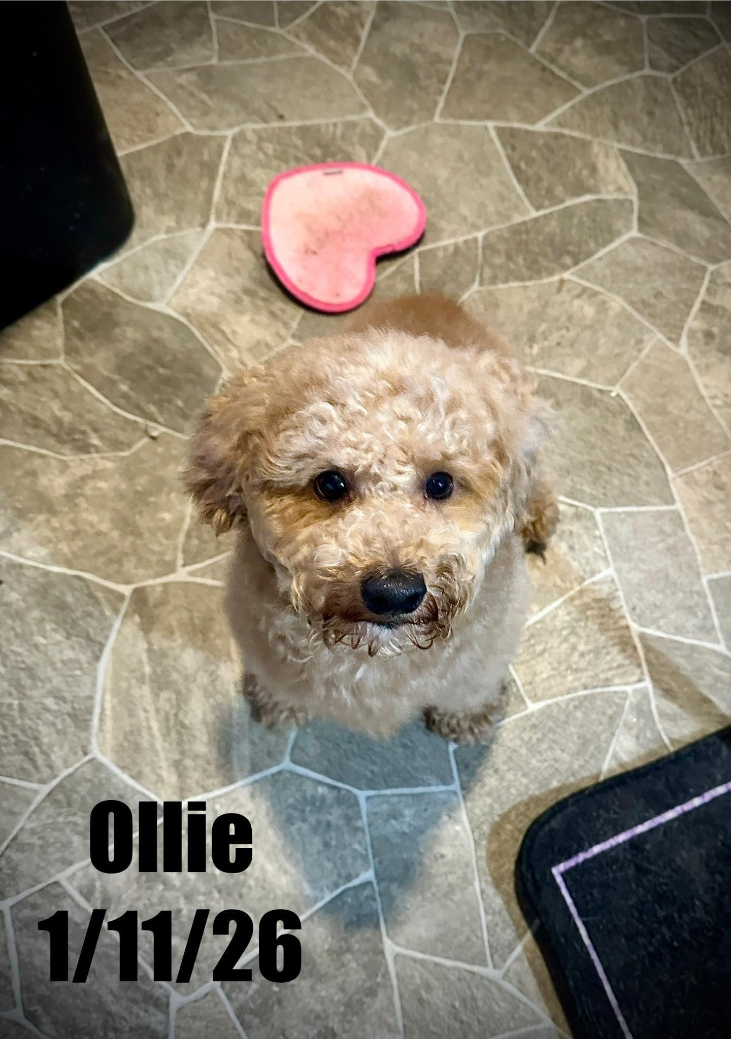 Ollie, Adoptable, Young Male Poodle & Bichon Frise.