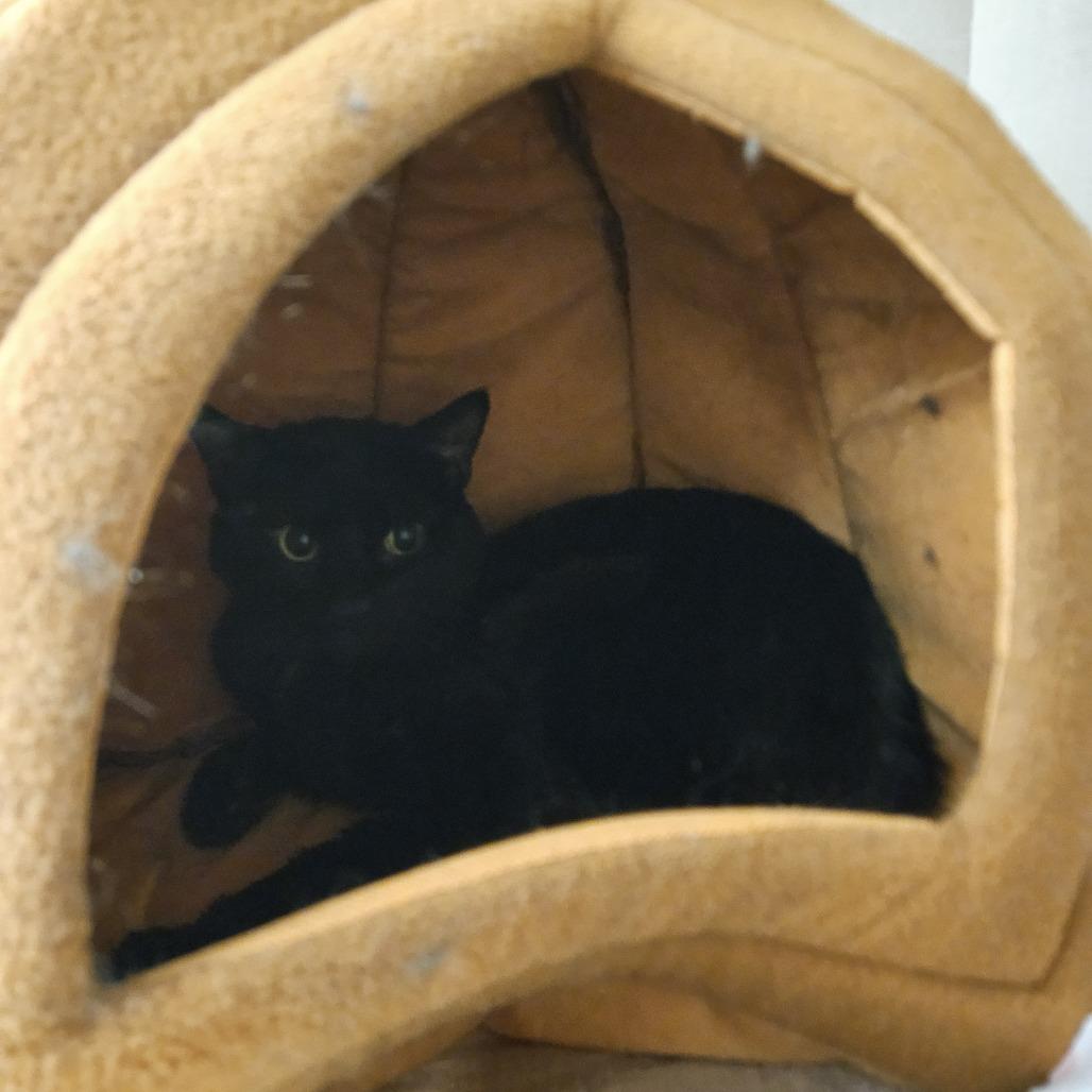 Jaz, Adoptable, Young Male Domestic Short Hair.