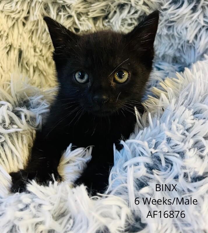 Enlarge Binx, a Adoptable Domestic Short Hair in Supply, NC image 1/1