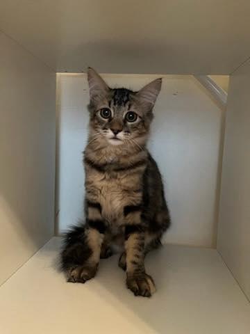 Enlarge Flora, a Adoptable Domestic Medium Hair in Naples, FL image 1/1