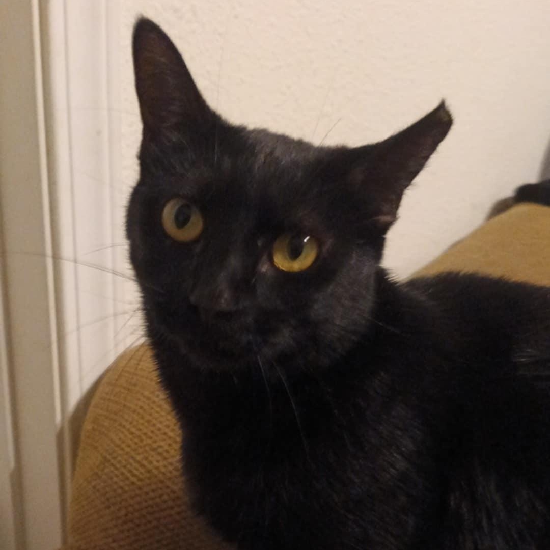 Enlarge Essie, a Adoptable mixed breed in Antioch, CA image 3/6