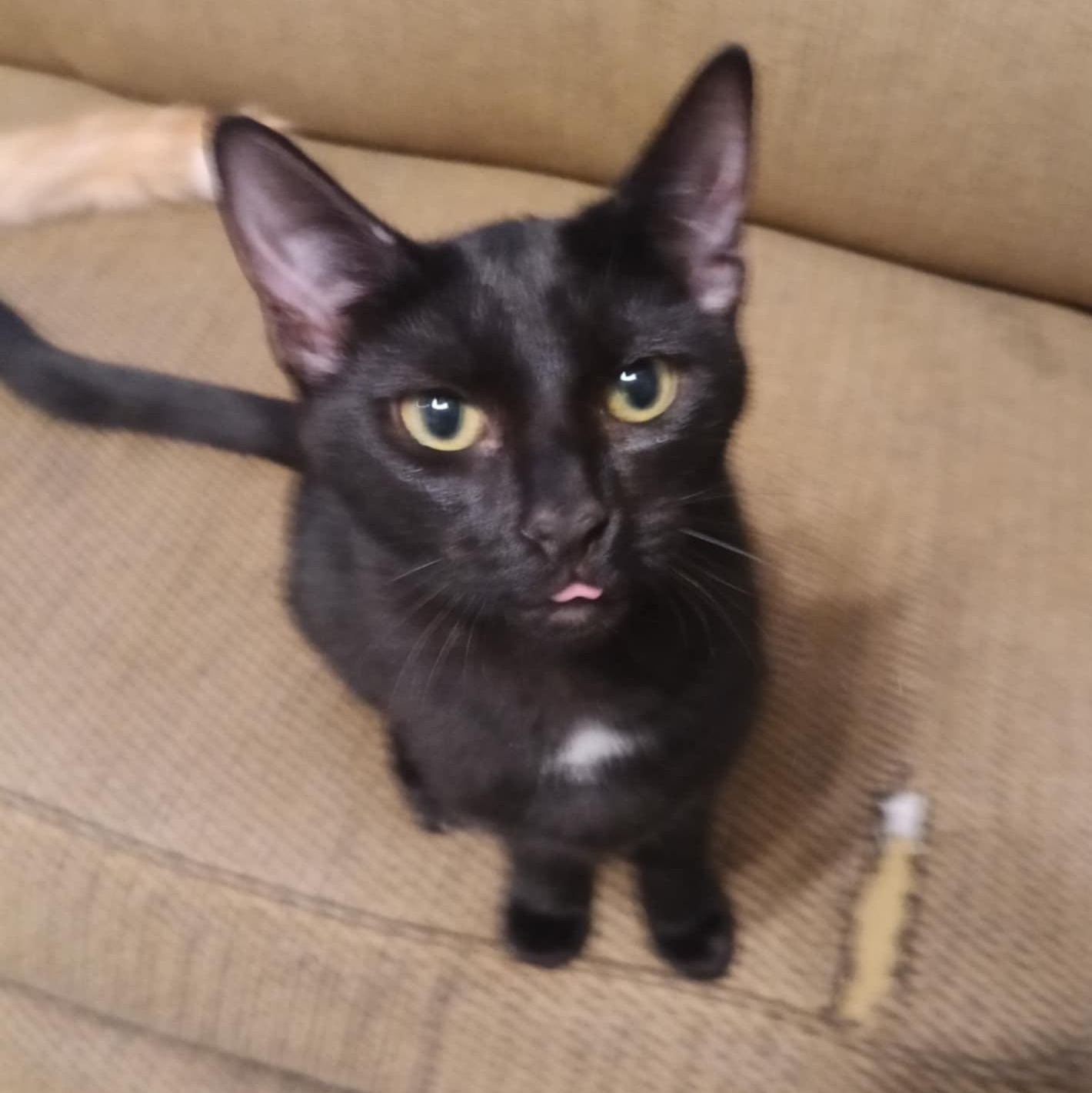 Enlarge Essie, a Adoptable mixed breed in Antioch, CA image 1/6