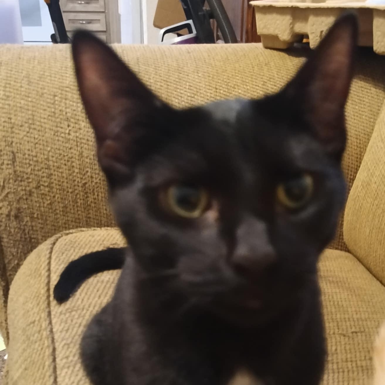 Enlarge Essie, a Adoptable mixed breed in Antioch, CA image 5/6