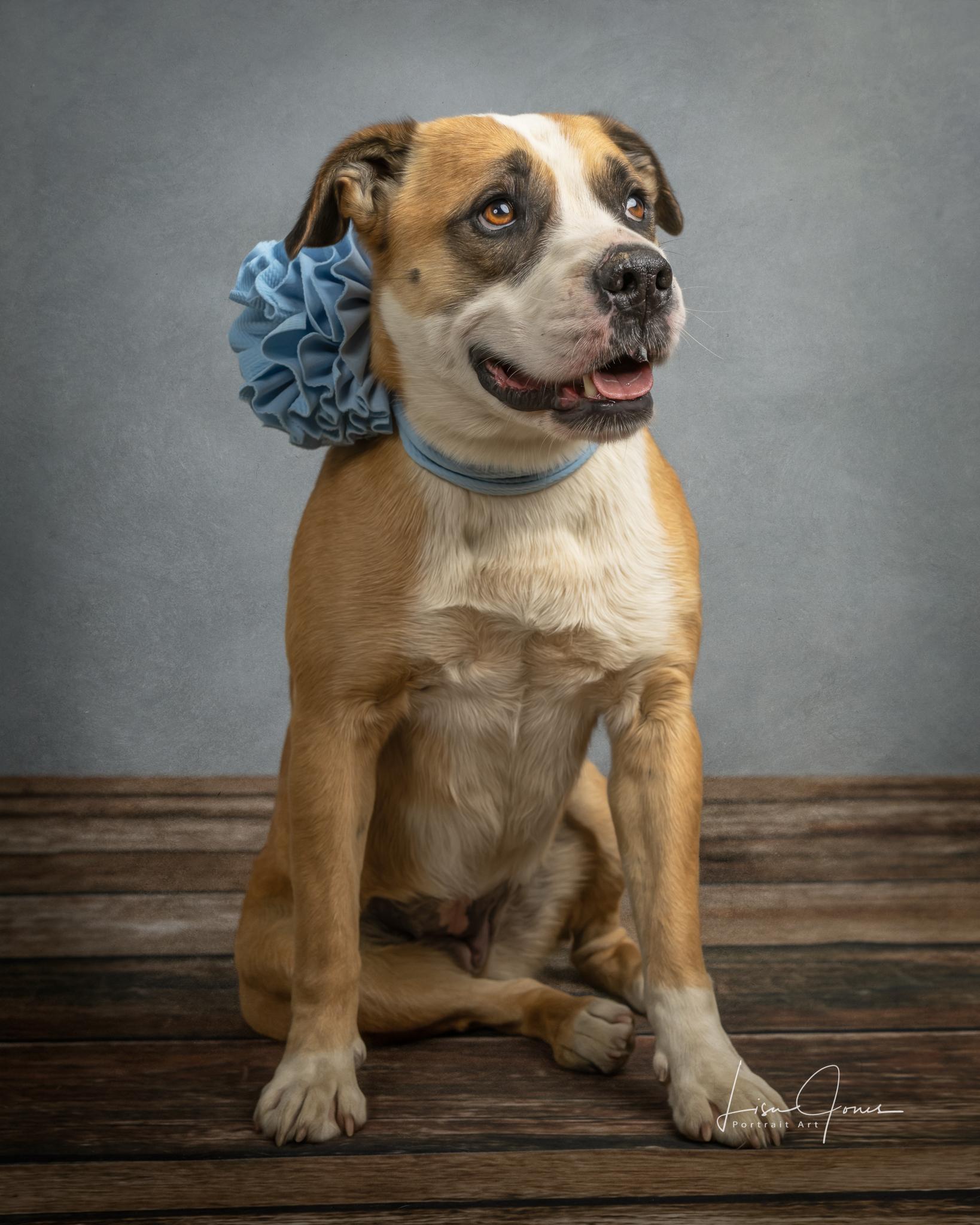 Enlarge Darcy, a ADOPTABLE Mixed Breed in Cullman, AL image 1/2