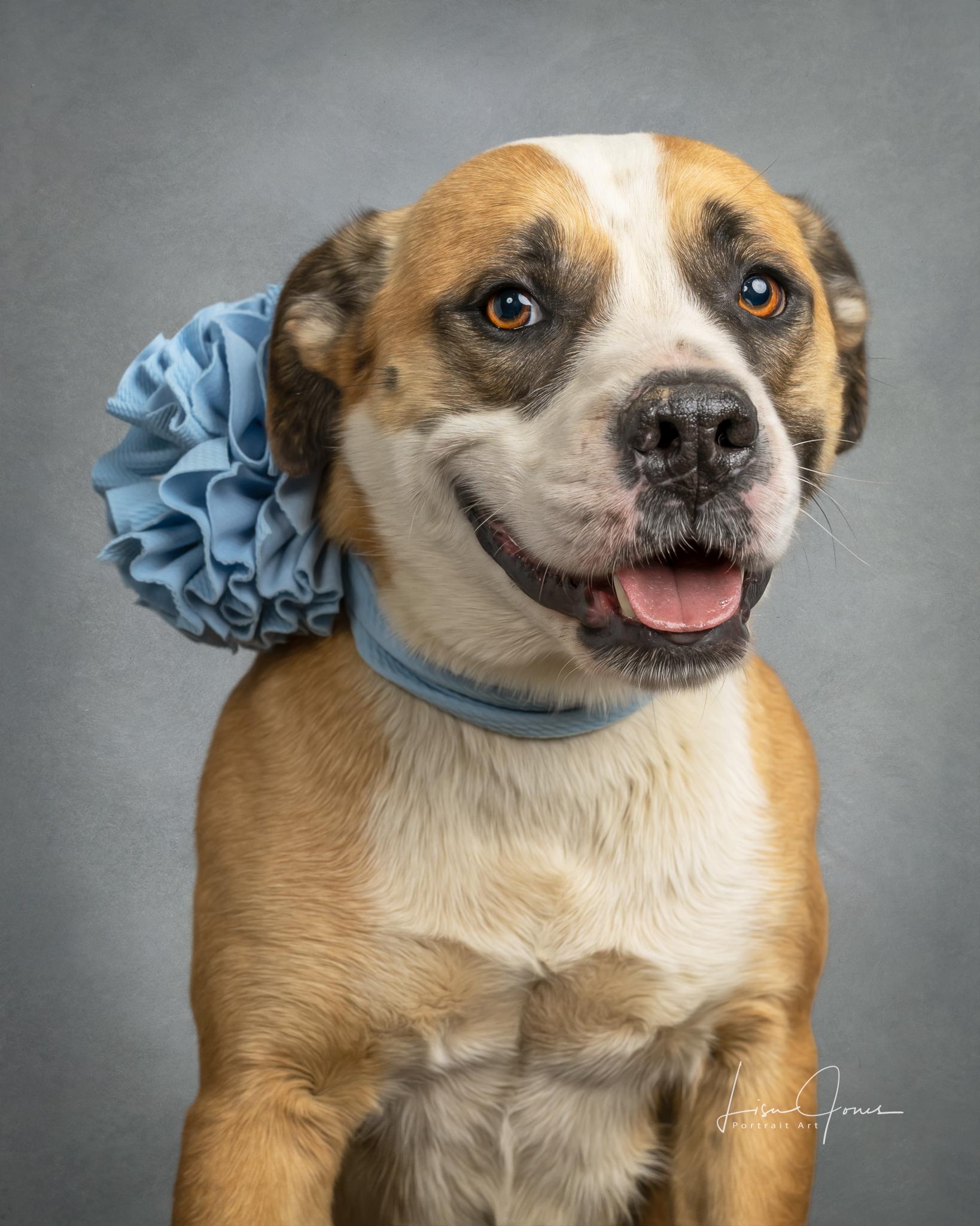 Enlarge Darcy, a ADOPTABLE Mixed Breed in Cullman, AL image 2/2