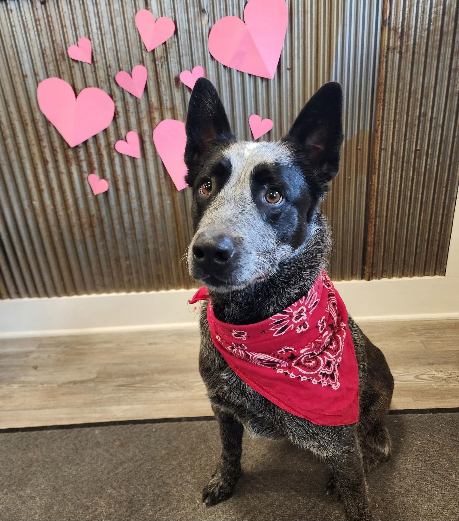 Enlarge Adoption Pending - Rocket, an adopted Australian Cattle Dog / Blue Heeler in Emmett, ID image 1/3