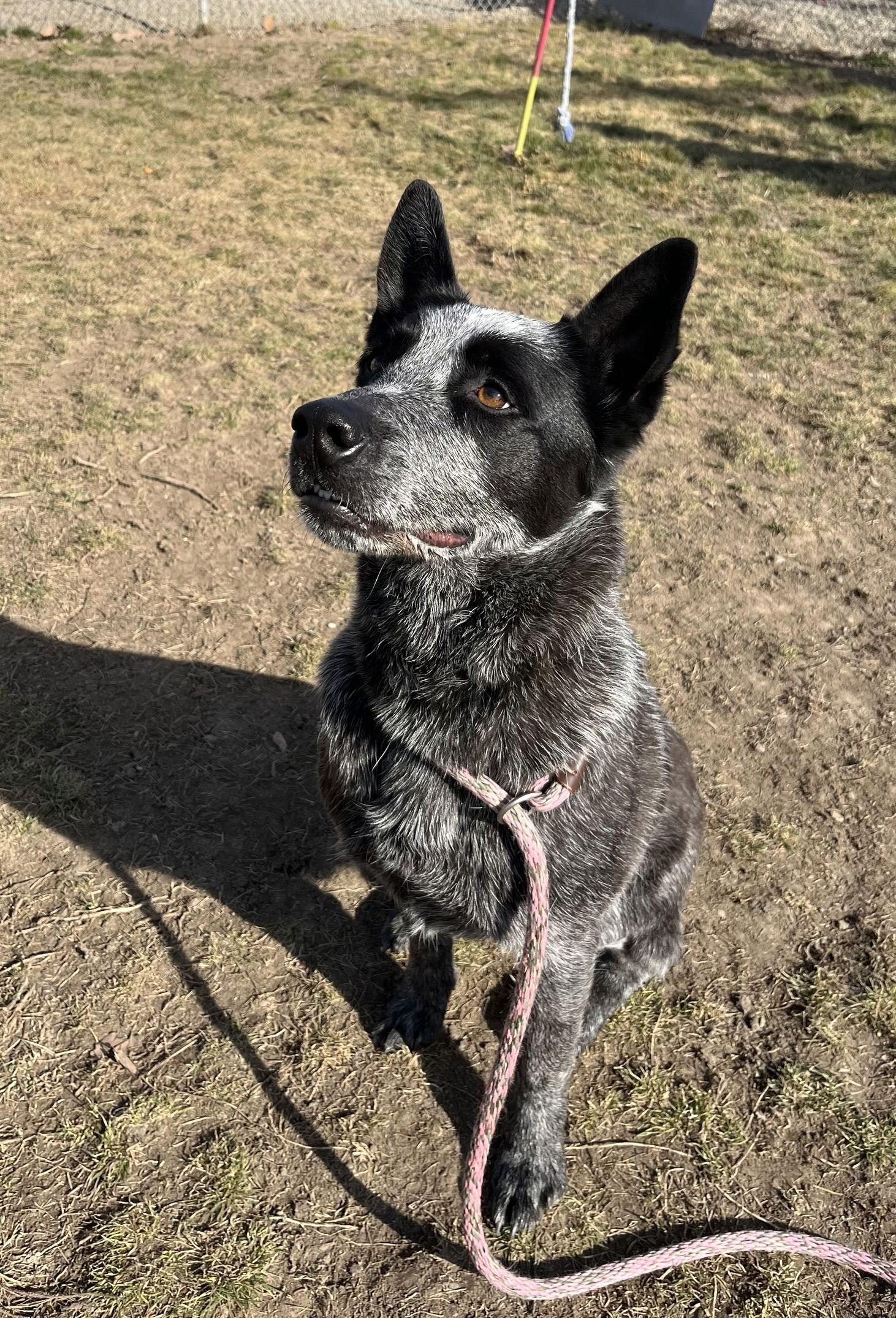 Enlarge Adoption Pending - Rocket, an adopted Australian Cattle Dog / Blue Heeler in Emmett, ID image 2/3