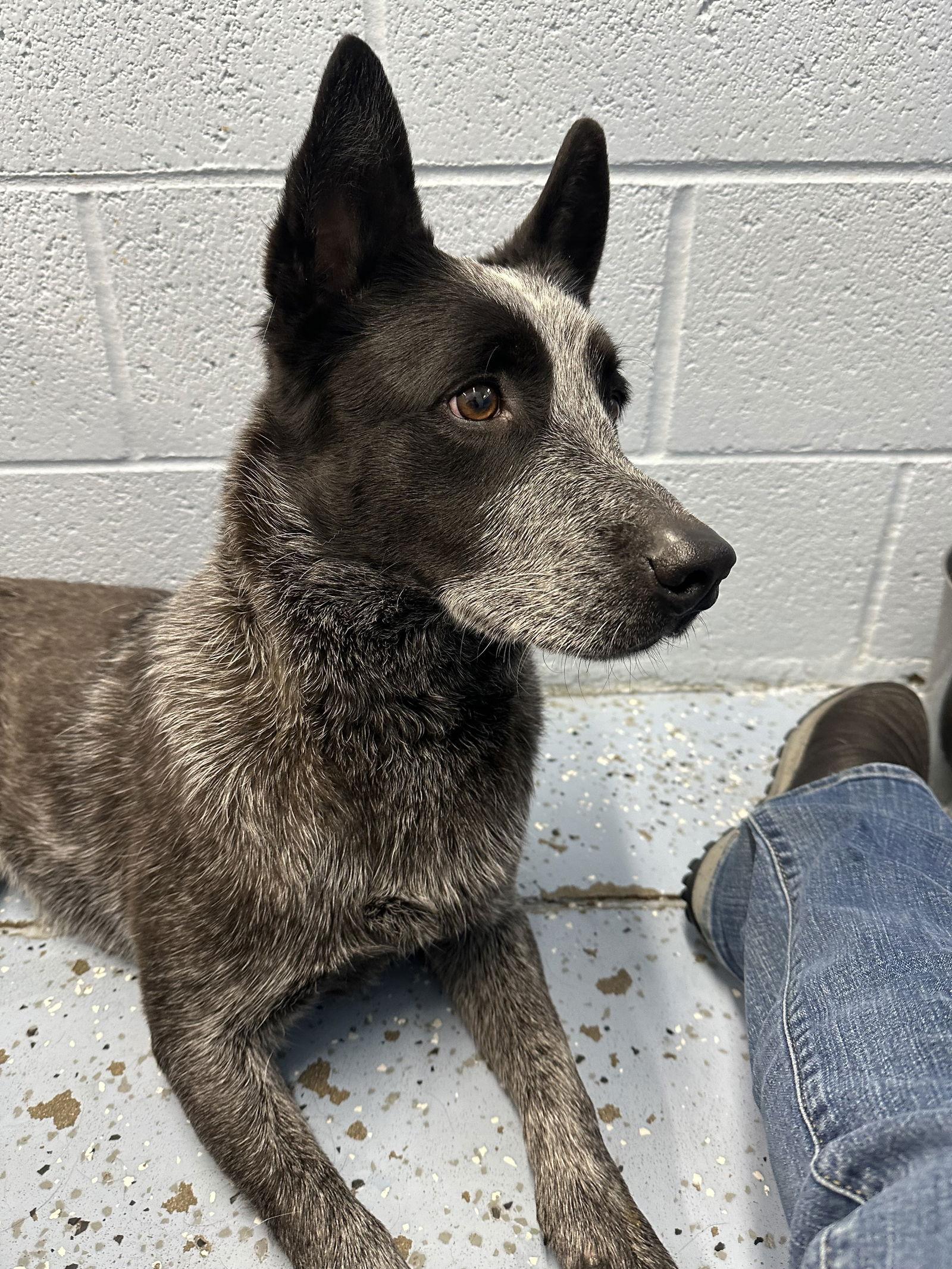 Enlarge Adoption Pending - Rocket, an adopted Australian Cattle Dog / Blue Heeler in Emmett, ID image 3/3