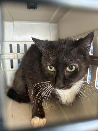 Enlarge Pennywise (T2), a Adoptable mixed breed in Lafayette, IN image 1/1