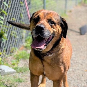 Enlarge Shenzi, a Adoptable mixed breed in Manning, SC image 1/1