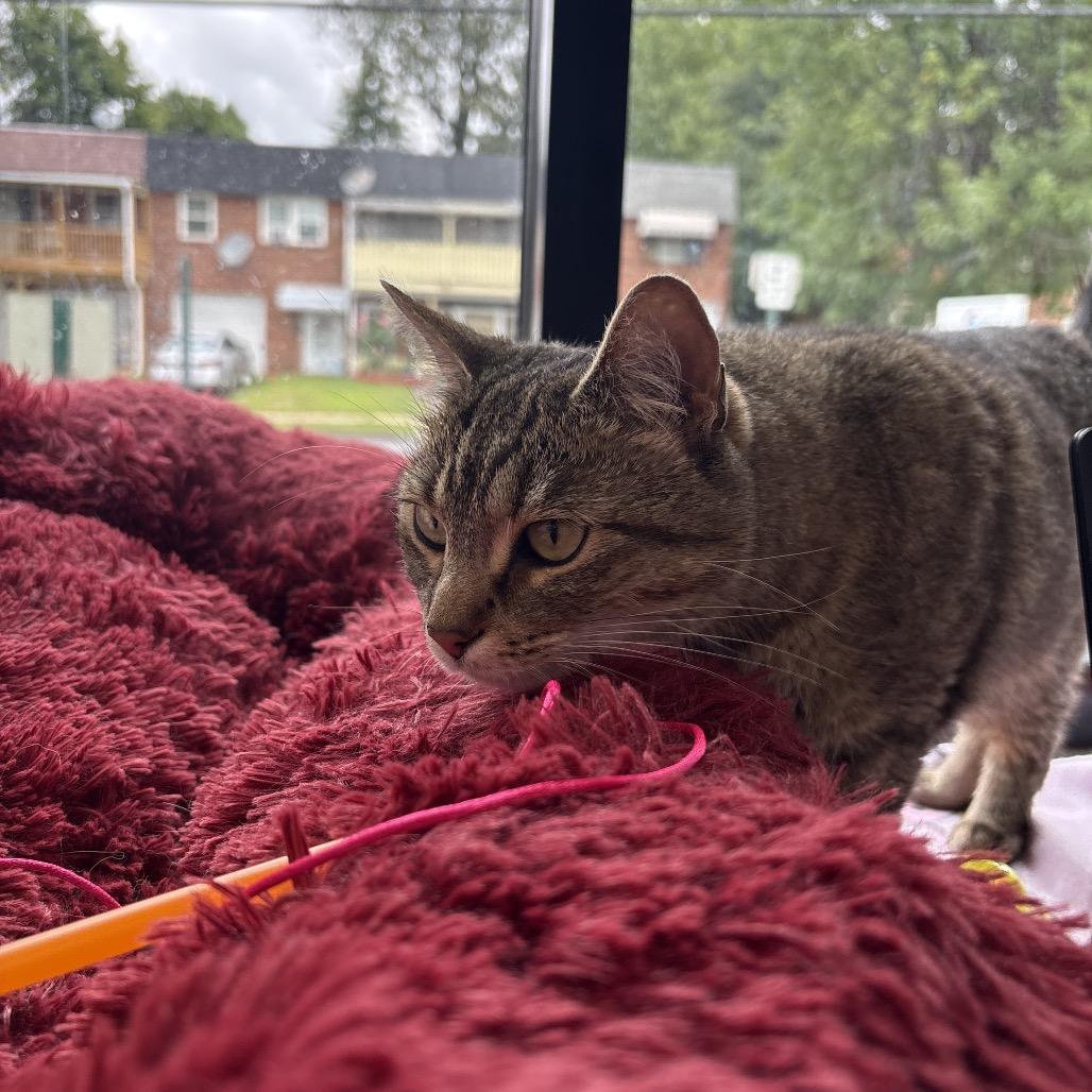 Enlarge EmPurrress Hairball, a Adoptable Domestic Short Hair in Allentown, PA image 1/5