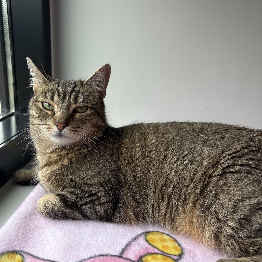 Enlarge EmPurrress Hairball, a Adoptable Domestic Short Hair in Allentown, PA image 2/5