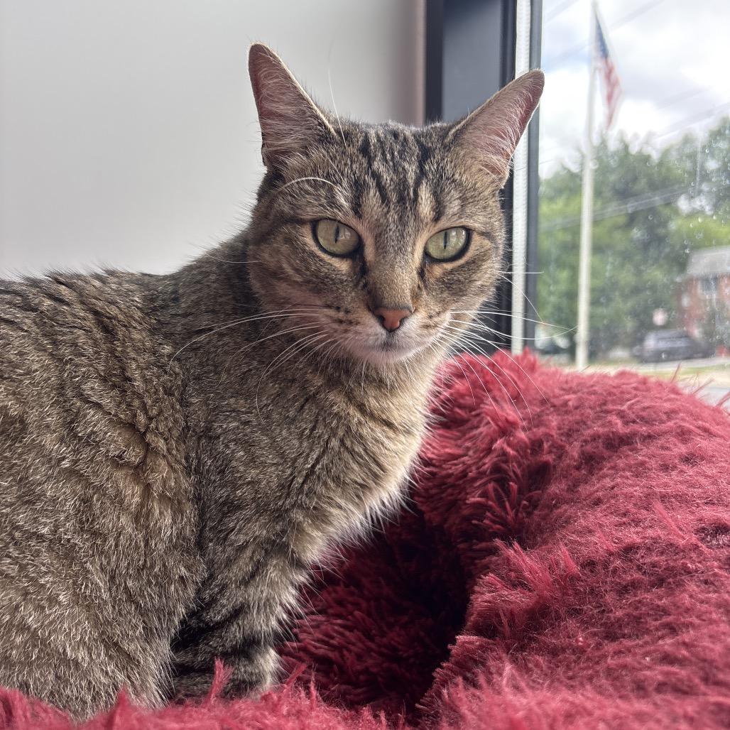 Enlarge EmPurrress Hairball, a Adoptable Domestic Short Hair in Allentown, PA image 5/5