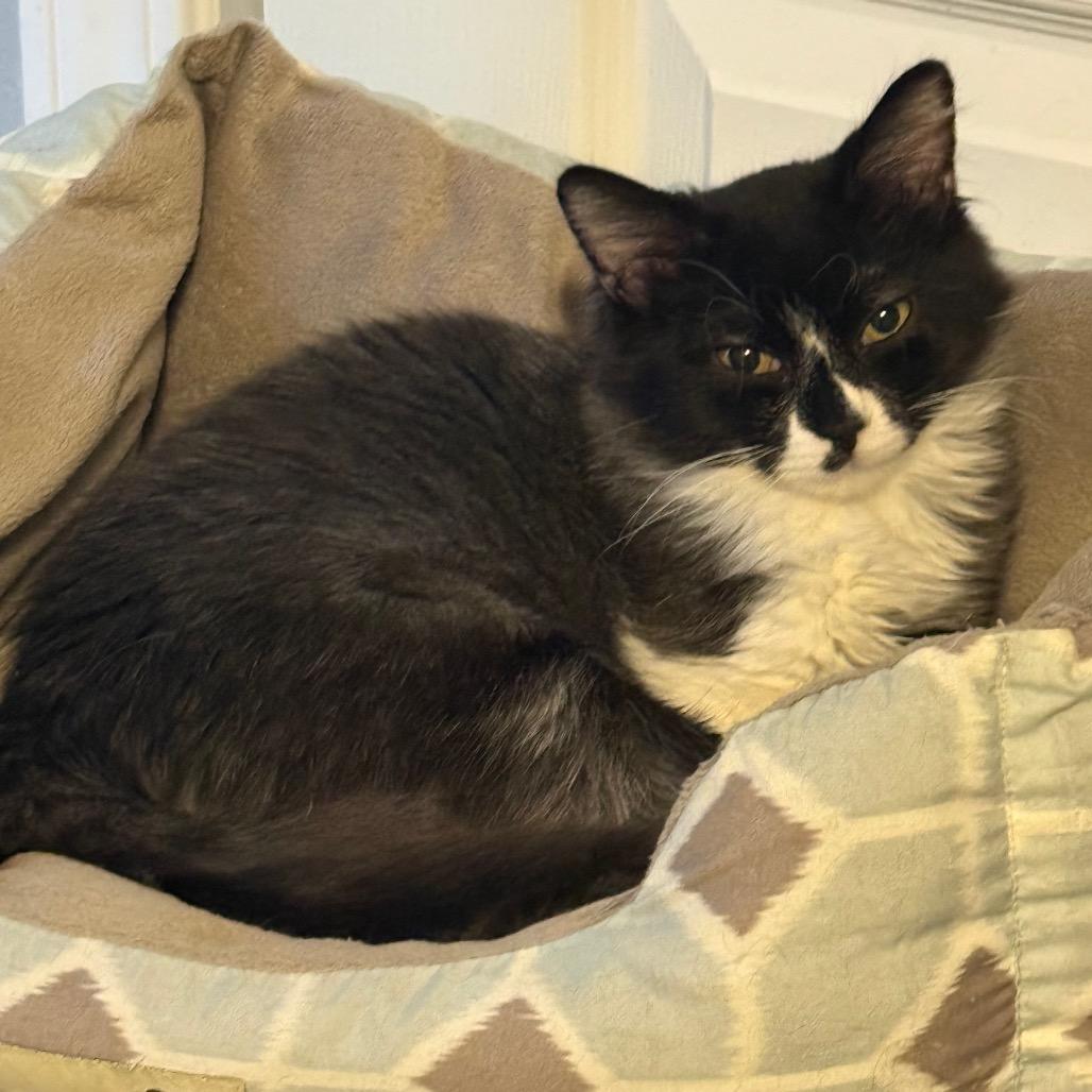 Magnolia, Adoptable, Kitten Female Domestic Medium Hair.
