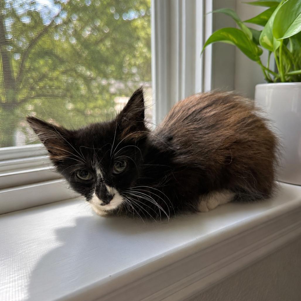 Enlarge Magnolia, a Adoptable Domestic Medium Hair in Booneville, AR image 2/3