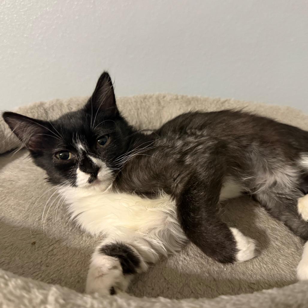 Enlarge Magnolia, a Adoptable Domestic Medium Hair in Booneville, AR image 3/3