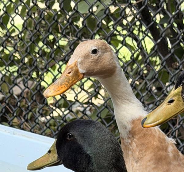 Enlarge Runner Duck, a Adoptable mixed breed in Golden, CO image 1/1