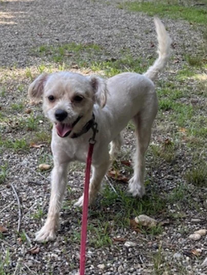 Enlarge Winston, a ADOPTABLE mixed breed in Mansfield, CT image 2/2