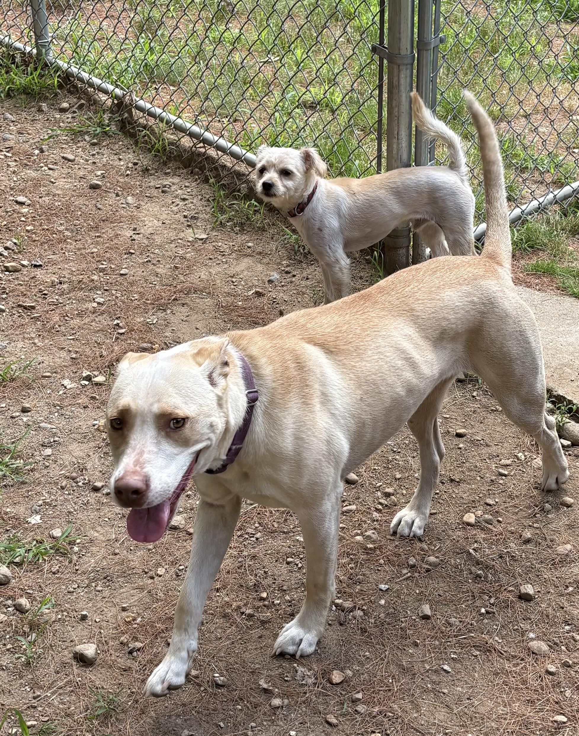 Enlarge Winston, a ADOPTABLE mixed breed in Mansfield, CT image 3/4