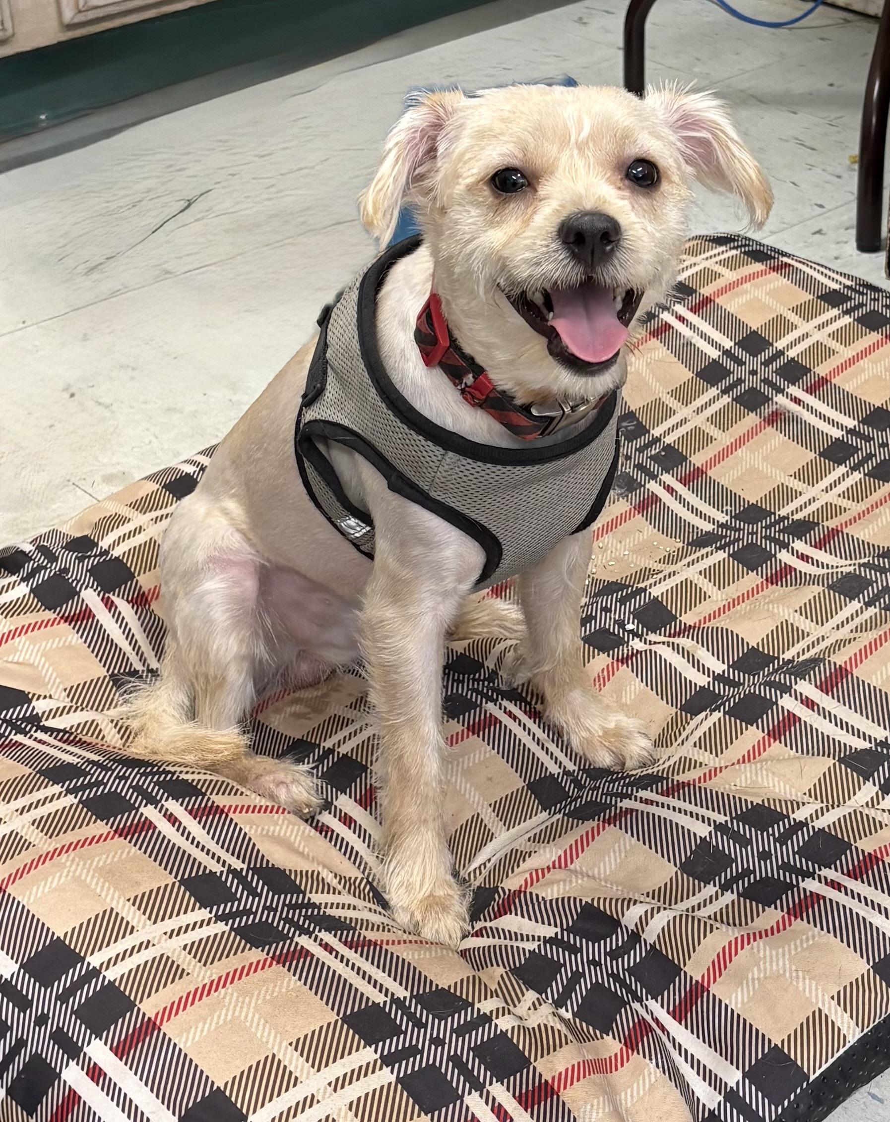 Winston, ADOPTABLE, Young Male Miniature Poodle.