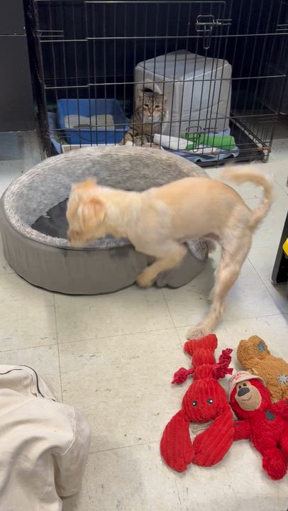 Enlarge Winston, a ADOPTABLE mixed breed in Mansfield, CT video 4/4