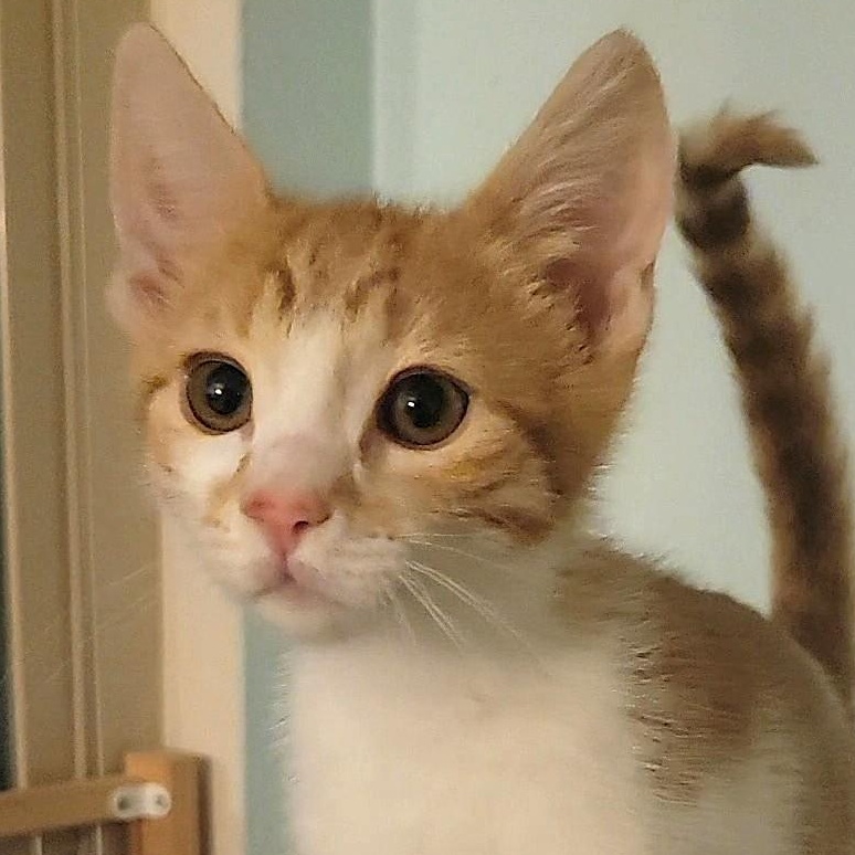 Enlarge Otto, an adopted Domestic Short Hair in Irvine, CA image 1/4