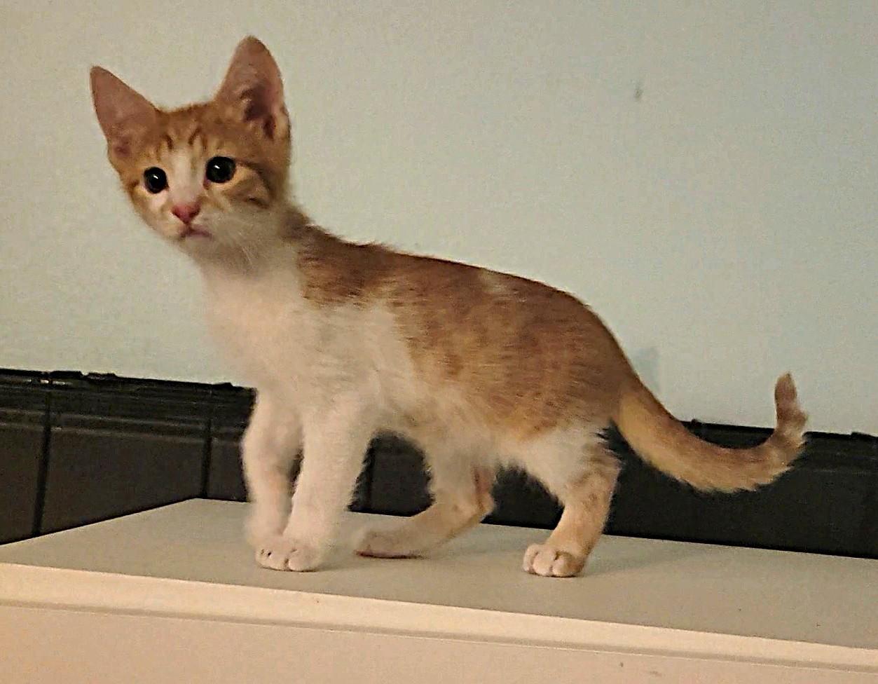 Enlarge Otto, an adopted Domestic Short Hair in Irvine, CA image 2/4